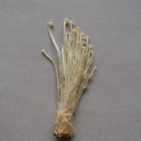 Enoki Mushrooms