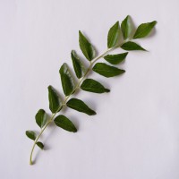 Curry Leaf